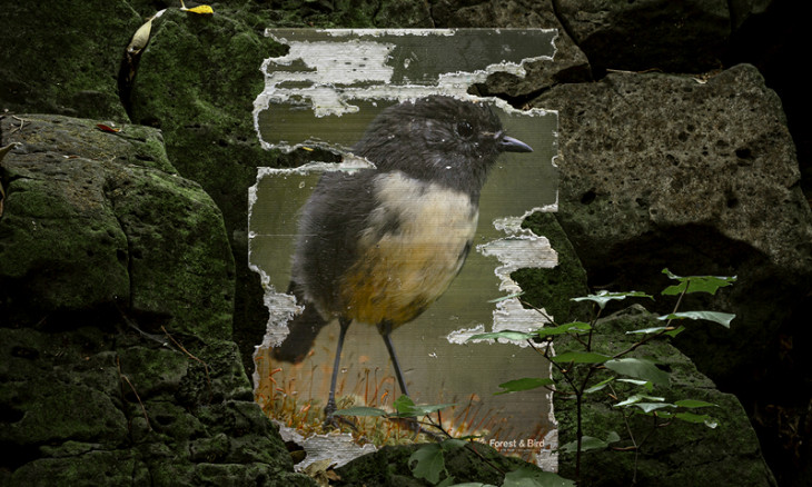 Rat eaten poster of a robin that's part of the Colenso ad campaign