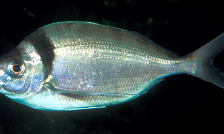 Tarakihi fish