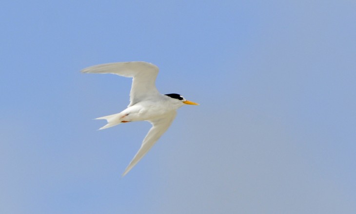 A fairy tern in flight