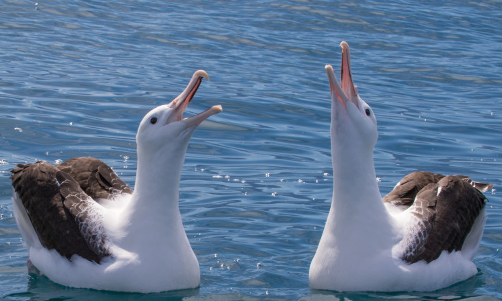 Northern Royal Albatross