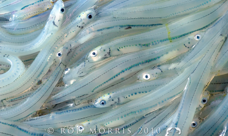 Whitebait fish out of water