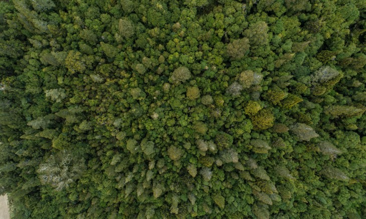 Aerial view of trees on Bowen terrace in the Mikonui valley