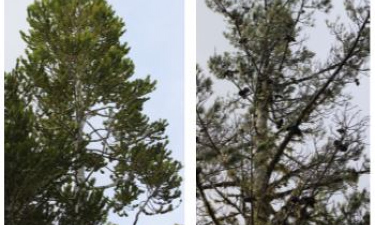 Different trees have different NET values