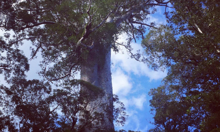 Kauri in Northland Puketi Forest