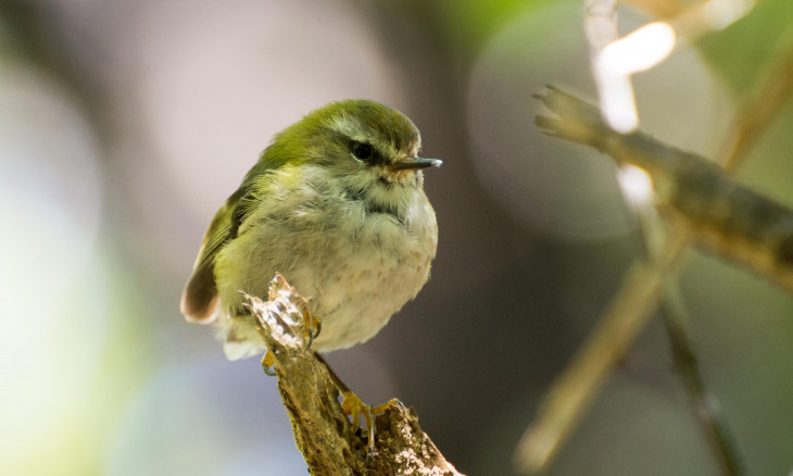 Rifleman (Titipounamu) on Codfish Island (Whenua Hou)