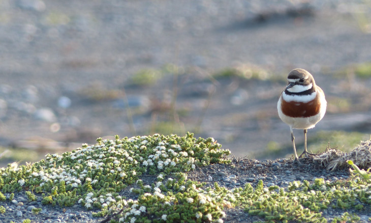 Banded dotterel/pohowera standing on a small mound on the beach