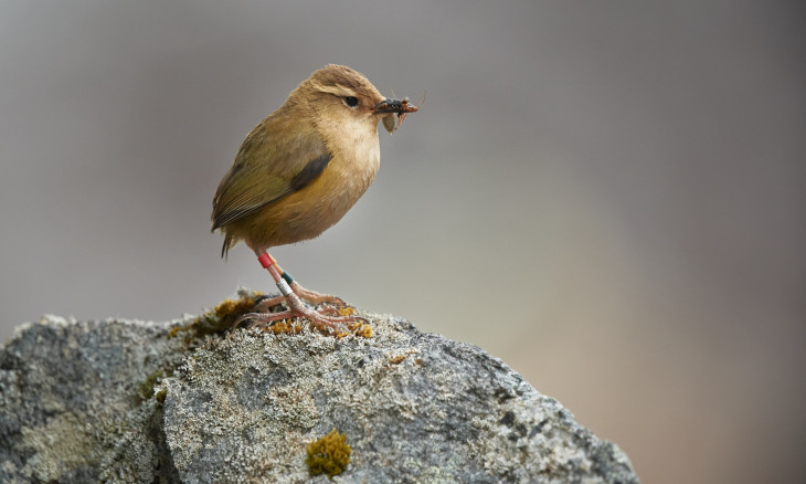 Rock wren sitting on a rock eating a bug