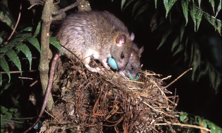 Song thrush nest being predated by two rats