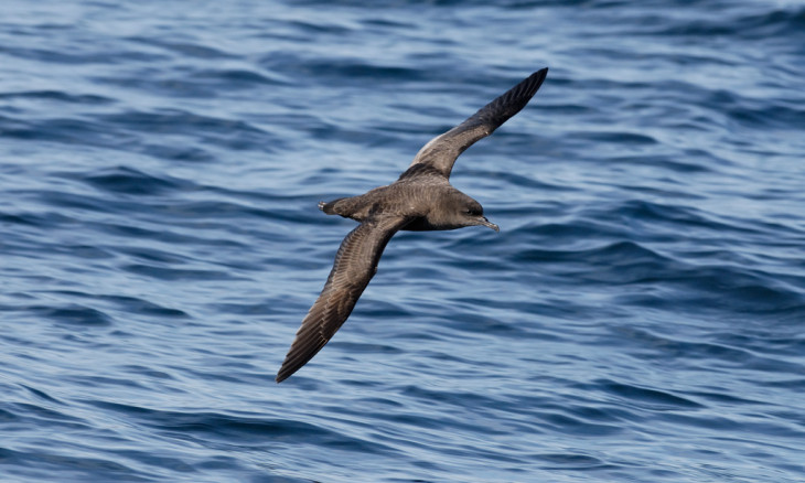 Sooty Shearwater (tītī) in flight over water