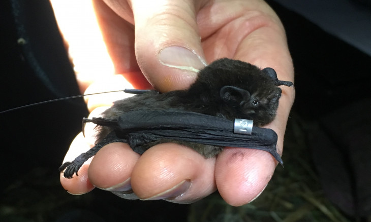 emale long-tailed bat with a tiny radio transmitter on its back being held entirely within someone's hands