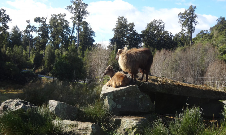 Tahr at Bushman Centre in Pukekura