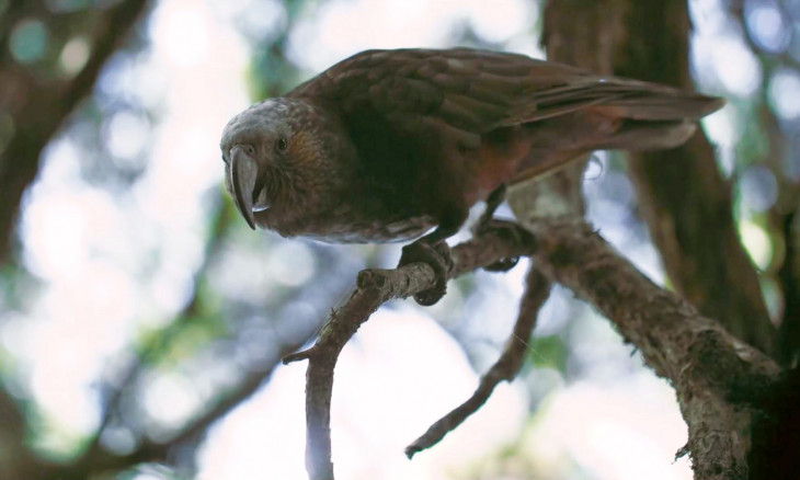 A kākā peeks town from treetops