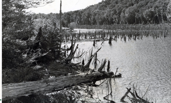 increased lake levels inundate forest and kill trees