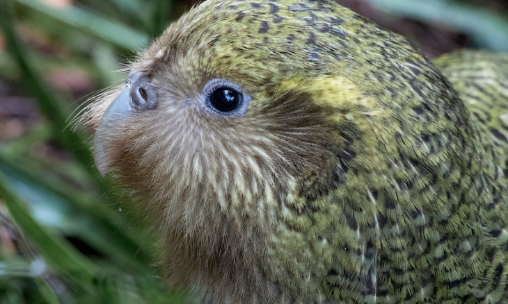 Kakapo