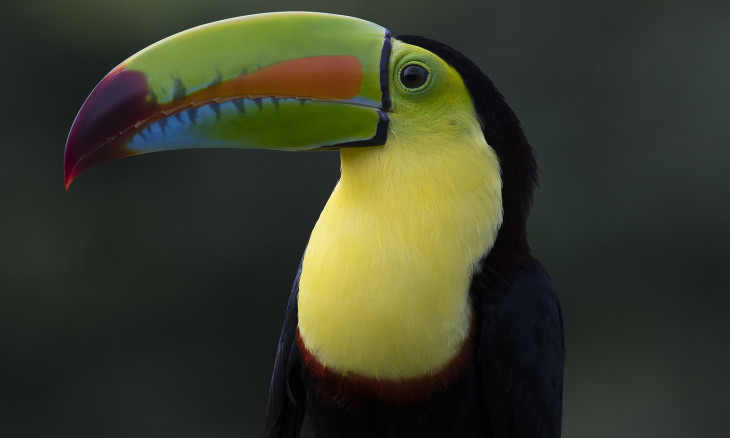 Keel-billed toucan