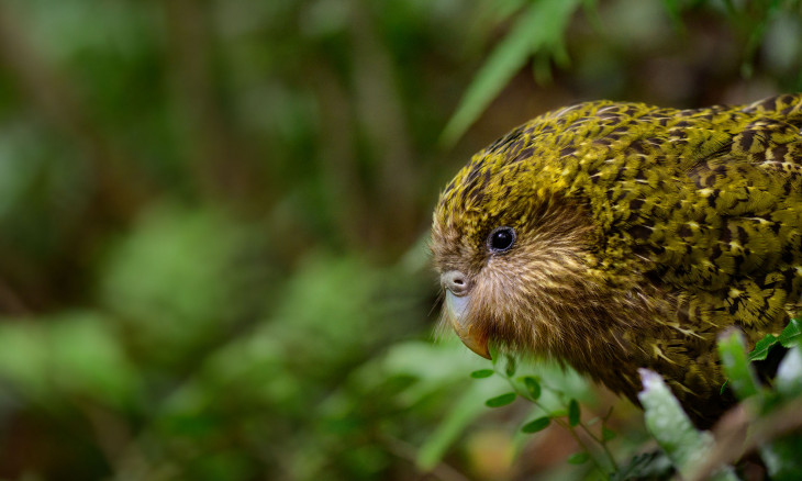 Side profile of a kākāpō peaking out through the bush