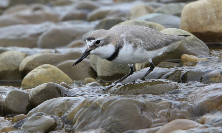 Wrybill