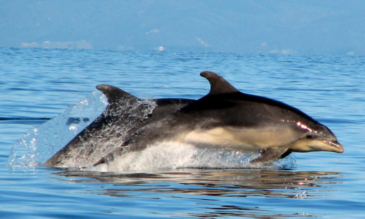 Two bottlenose jumping out of the water as they race along