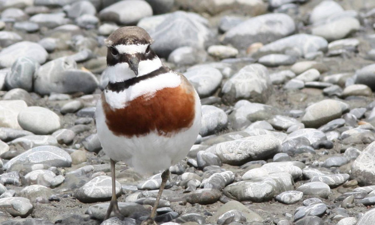 Banded Dotterel