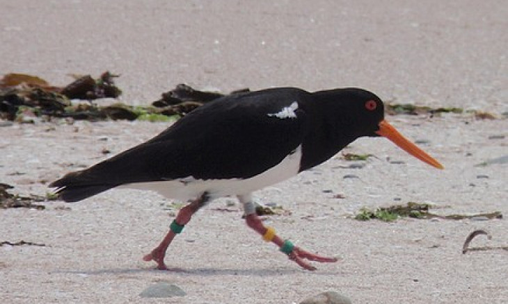 Chatham Island Oystercatcher