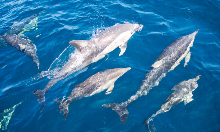 Dolphin pod in the Hauraki Gulf