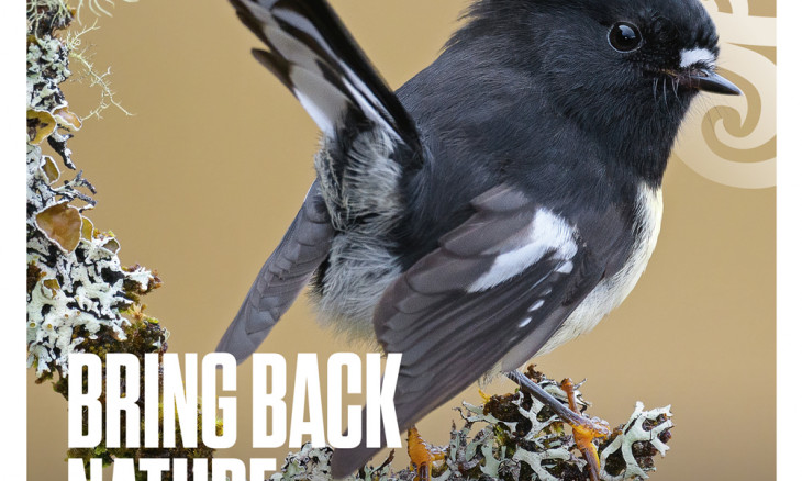 South Island tomtit on the cover page of the 2021 Winter magazine
