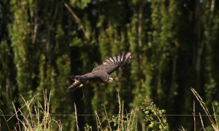 Falcon in flight