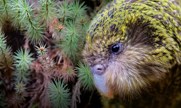  Pāhau kākāpō moss and kākāpō side by side