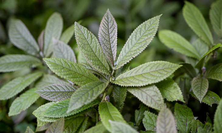 Green rough leaves of the parataniwha