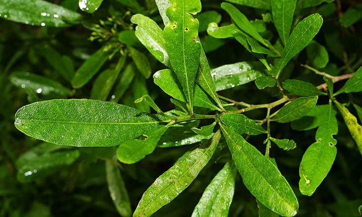 Akeake leaf