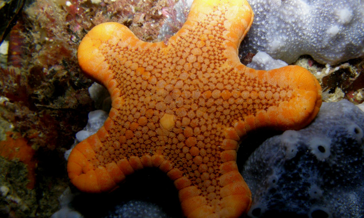 Yellow starfish on the seabed