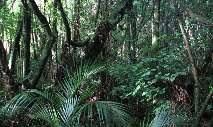 Forest understorey nikau