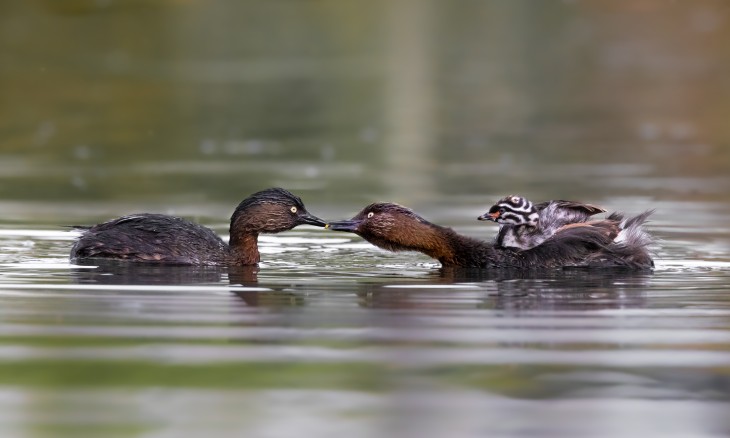 Dabchicks at Maungarei Springs Wetland