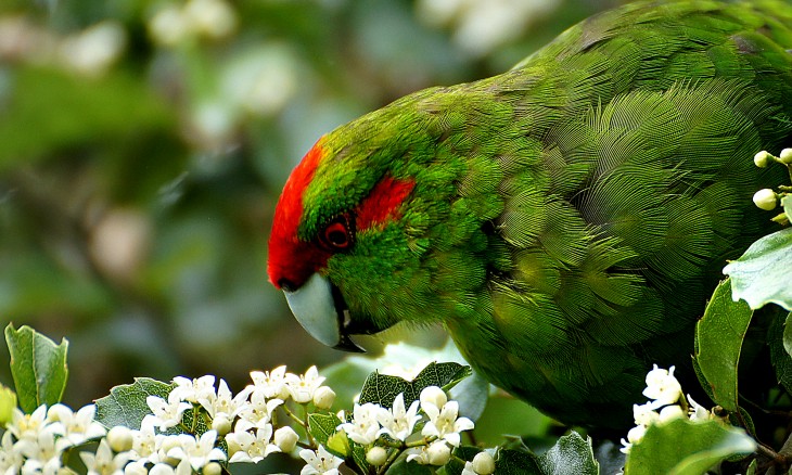 Red-crowned kakariki by Bernard Spragg
