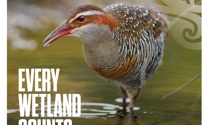 F&B magazine Autumn 2022 cover featuring a banded rail wading in still water
