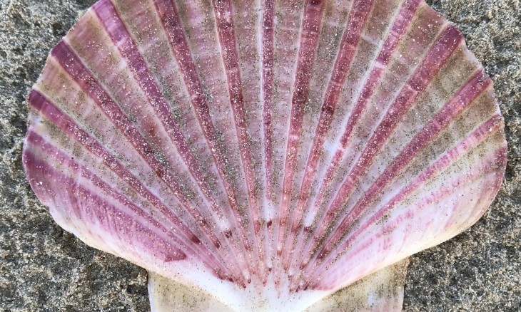 Pink scallop shell on sand