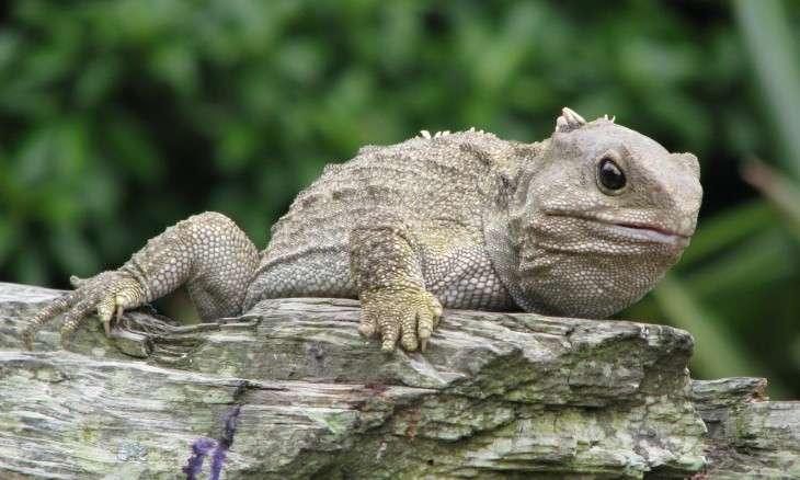 Tuatara sitting on a rock, Karori. Credit David Brooks.