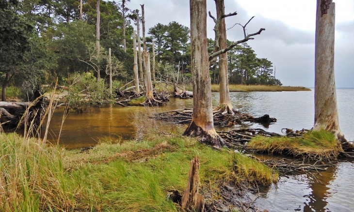 Ghost forest North Carolina wetlands, Nags Head Woods NC 2017 CC credit NC wetlands