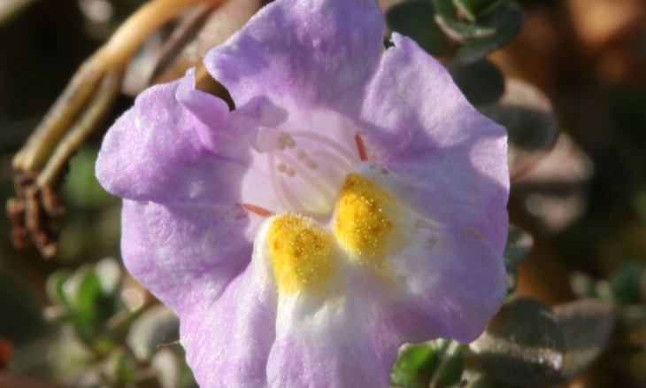 A purple flower - mimulus repens