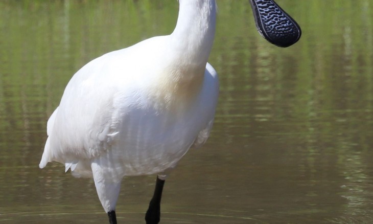 Royal Spoonbill knee deep in water