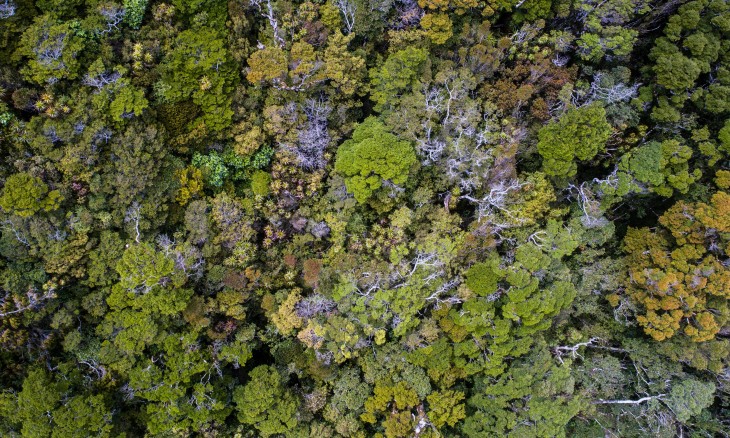 Te Kuha forest