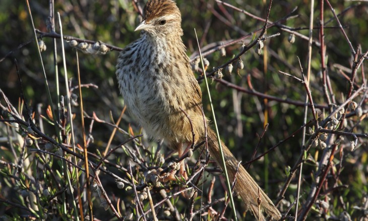 Fernbird in the bush at Pauatahnui reserve