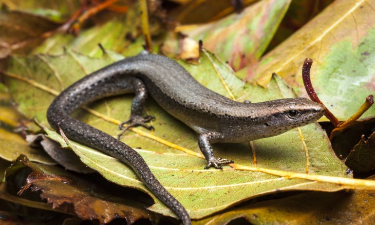 Plague skink