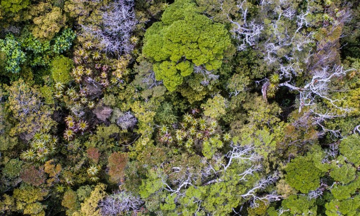 Te Kuha forest