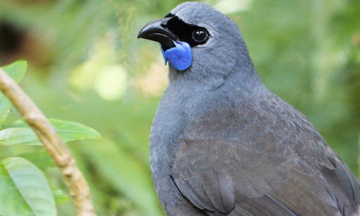 Picture of kokako