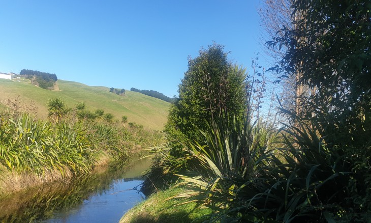 Poukawa Stream restoration