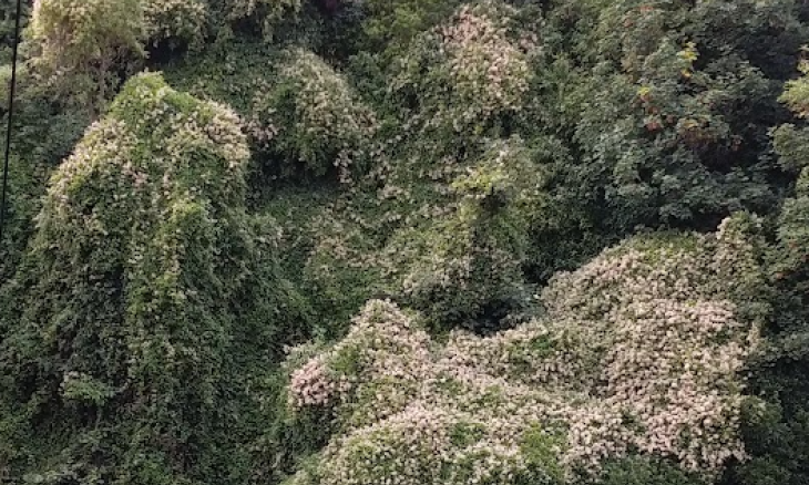 Old Man's Beard