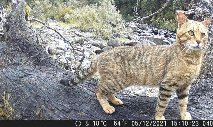 One of three different feral cats caught on camera at Kaweka Forest Park, Hawke’s Bay