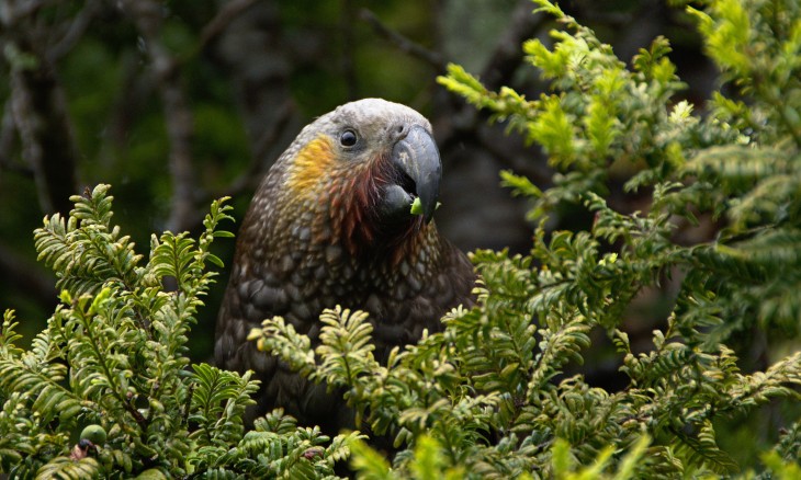 Kaka peering through bushes