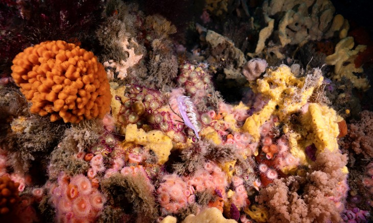 The nudibranch, Jason mirabilis, crawling on the colourful reef. Image supplied.